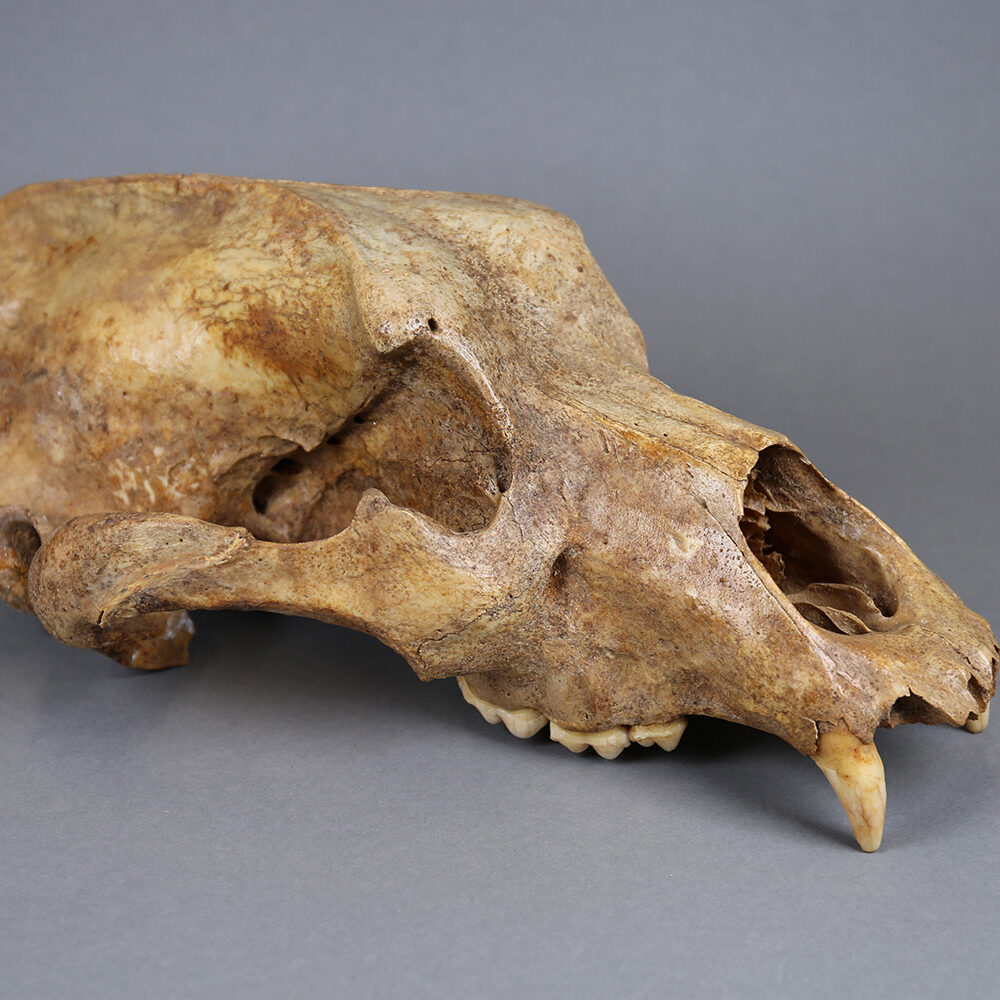 Quartärpalaeontologische Sammlung