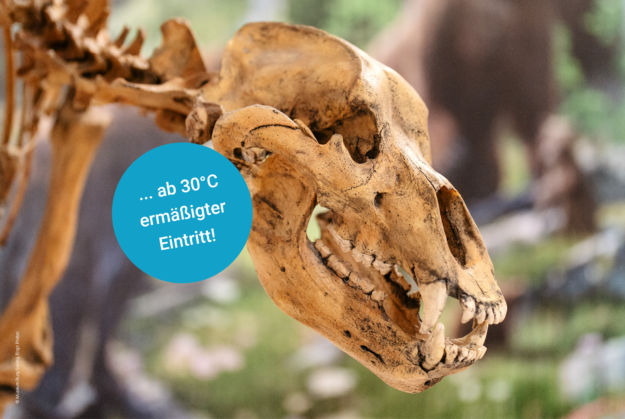 Skelett eines Höhlenbären. Zu sehen ist ein Kopf